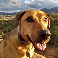 Pizza the dog
